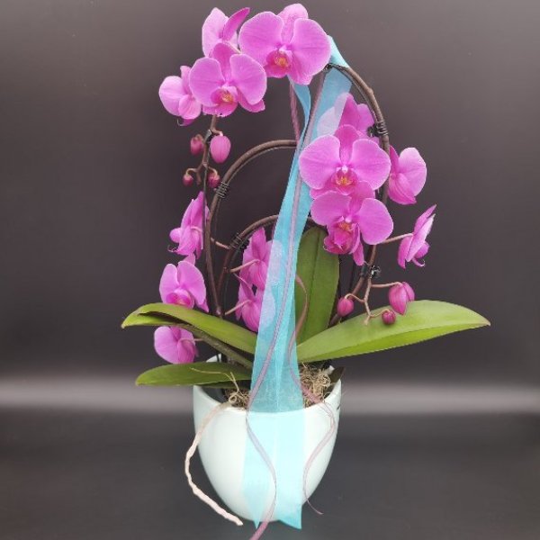 Phalaenopsis-Orchidee Bild 1