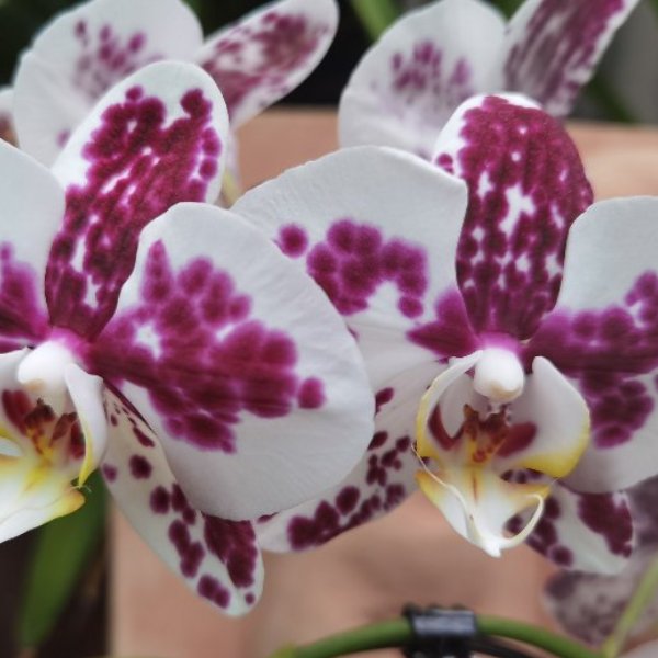 Phalaenopsis-Orchidee Bild 2