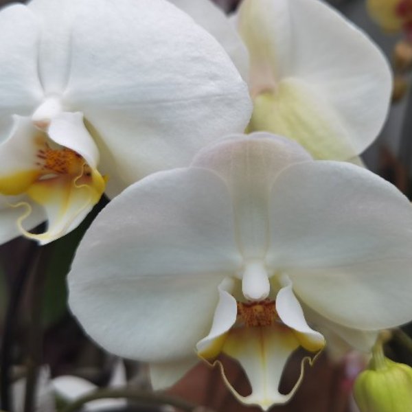 Phalaenopsis-Orchidee Bild 3