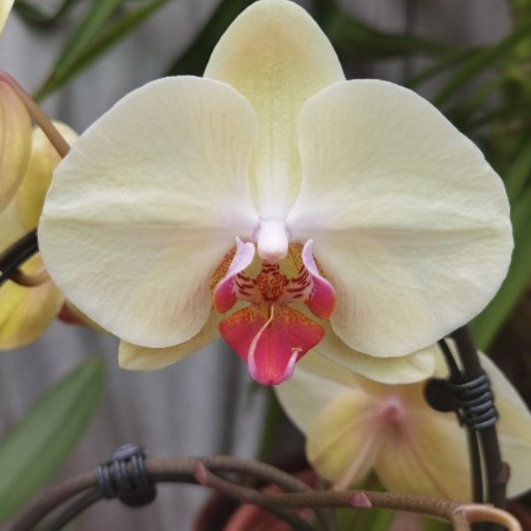 Phalaenopsis-Orchidee Bild 4